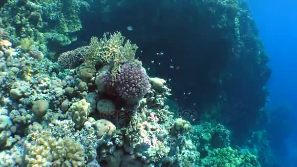 Coral reef täckt med en mängd olika korallarter. — Stockvideo