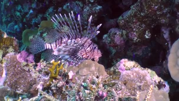 Şeytan firefish (Pterois mil). — Stok video