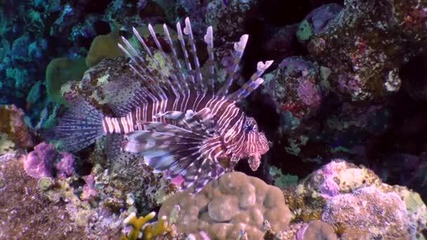 Luciérnaga del diablo (millas Pterois ). — Vídeo de stock