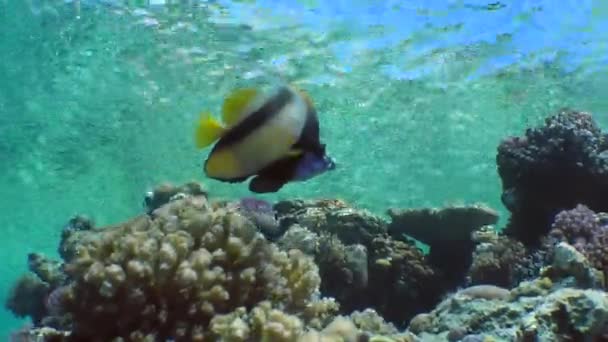 Bannerfish do Mar Vermelho (Heniochus intermedius). — Vídeo de Stock