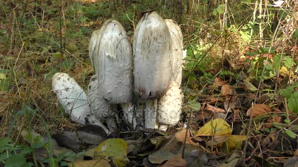 Un groupe de champignons casquette d'encre ou perruque d'avocat (Coprinus comatus ). — Video