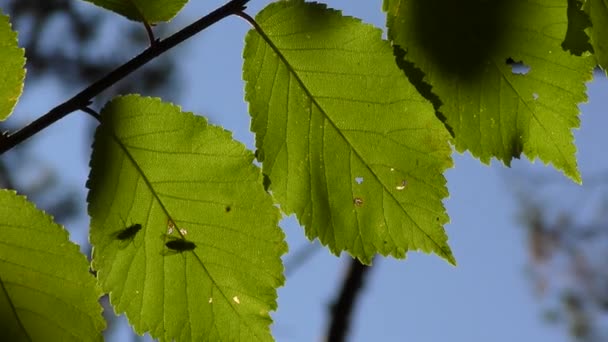 Ramo d'albero con foglie — Video Stock