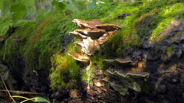 Grzyby lub Polypore — Wideo stockowe