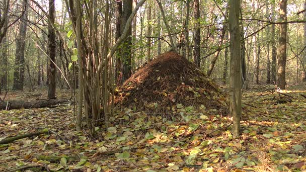 Mierenhoop in wild bos. — Stockvideo