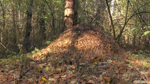 Mierenhoop in wild bos. — Stockvideo