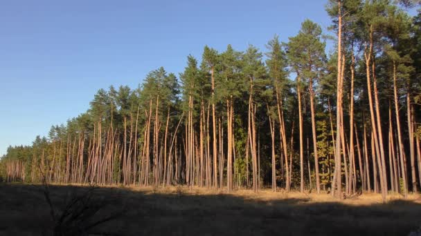 Wall of pine trees — Stock Video