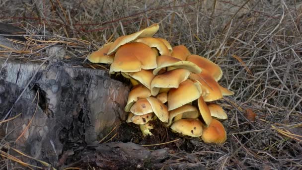 Ομάδα των μανιταριών θείου τούφα (Hypholoma fasciculare) σε ένα κούτσουρο δέντρου. — Αρχείο Βίντεο