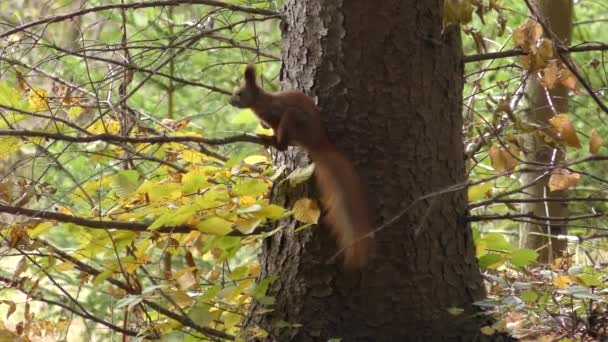 Kızıl sincap (Sciurus vulgaris) bir ağacın dalları üzerinde sonbahar. — Stok video
