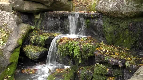 Forest stream med vattenfall. — Stockvideo
