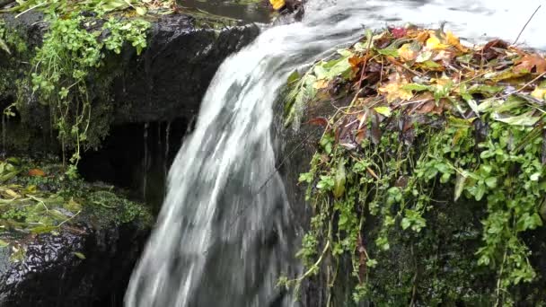 Forest stream med vattenfall. — Stockvideo