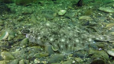 Avrupa pisi balığı (Platichthys flesus)