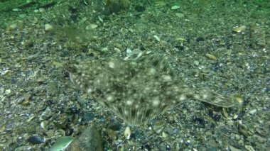 Avrupa pisi balığı (Platichthys flesus)