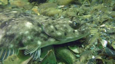Avrupa pisi balığı (Platichthys flesus)