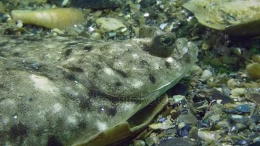 Avrupa pisi balığı (Platichthys flesus)