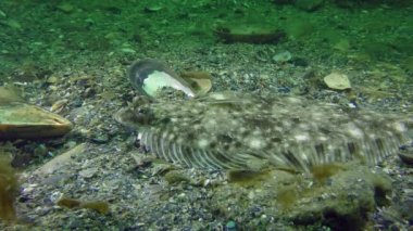 Avrupa pisi balığı (Platichthys flesus)