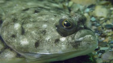 Avrupa pisi balığı (Platichthys flesus)