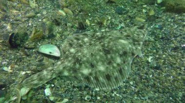 Avrupa pisi balığı (Platichthys flesus)