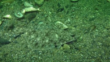 Avrupa pisi balığı (Platichthys flesus)