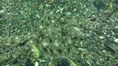 Avrupa pisi balığı (Platichthys flesus)