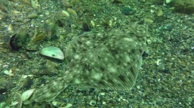 Avrupa pisi balığı (Platichthys flesus)