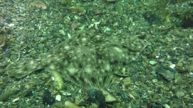 Avrupa pisi balığı (Platichthys flesus)