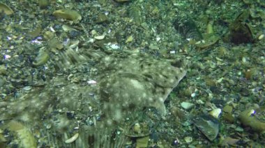 Avrupa pisi balığı (Platichthys flesus)