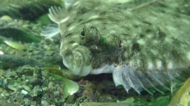 Avrupa pisi balığı (Platichthys flesus)