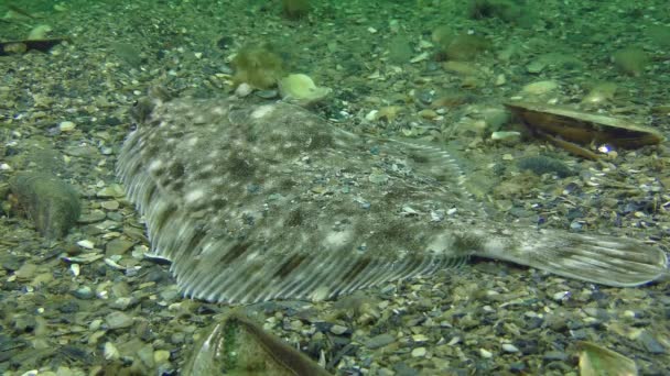 European flounder (Platichthys flesus) — Stock Video