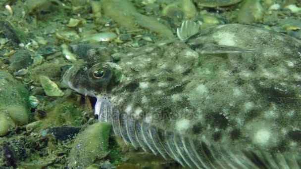 Solha europeia (Platichthys flesus ) — Vídeo de Stock