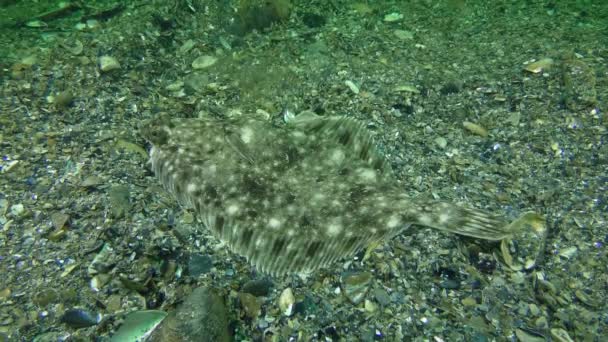 Lenguado europeo (Platichthys flesus ) — Vídeos de Stock