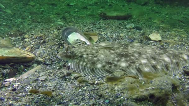 Камбала Європейська (Platichthys flesus) — стокове відео