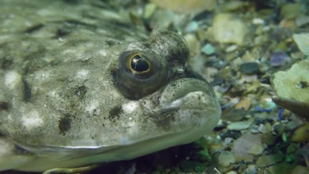 Lenguado europeo (Platichthys flesus ) — Vídeos de Stock