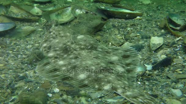 Lenguado europeo (Platichthys flesus ) — Vídeo de stock