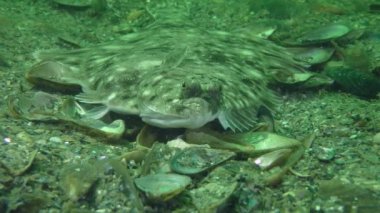 Avrupa pisi balığı (Platichthys flesus)