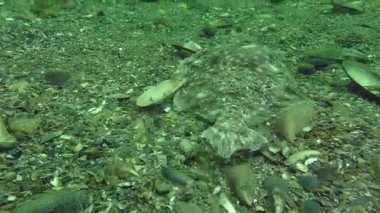 Avrupa pisi balığı (Platichthys flesus)