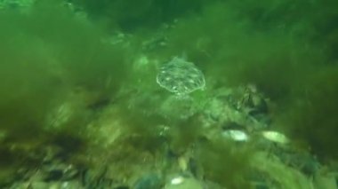 Avrupa pisi balığı (Platichthys flesus)