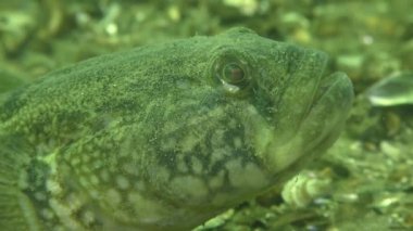 Çim kaya balığı (Zosterisessor ophiocephalus çoğaltılması)