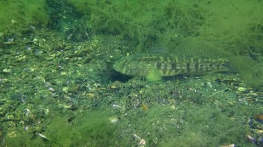 Çim kaya balığı (Zosterisessor ophiocephalus çoğaltılması)