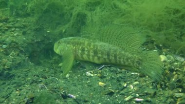 Çim kaya balığı (Zosterisessor ophiocephalus çoğaltılması)