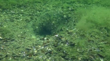 Çim kaya balığı (Zosterisessor ophiocephalus çoğaltılması)