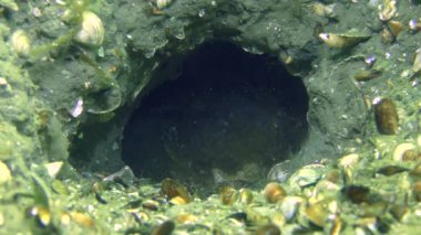 Çim kaya balığı (Zosterisessor ophiocephalus çoğaltılması)