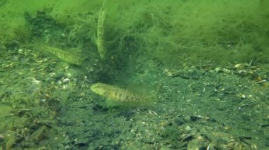 Çim kaya balığı (Zosterisessor ophiocephalus Kur)