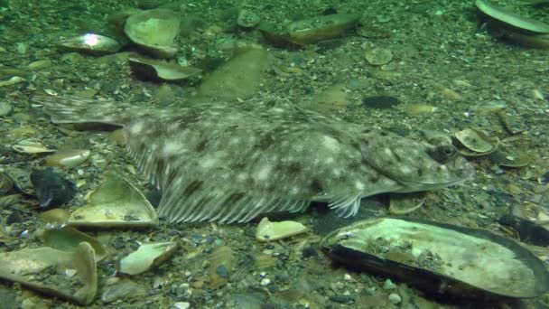 European flounder (Platichthys flesus) — Stock Video
