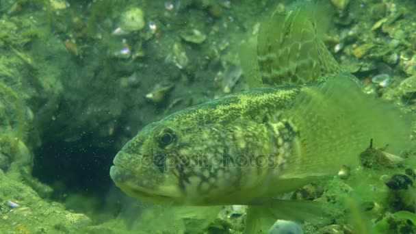 Reprodukce z trávy goby (Zosterisessor ophiocephalus) — Stock video