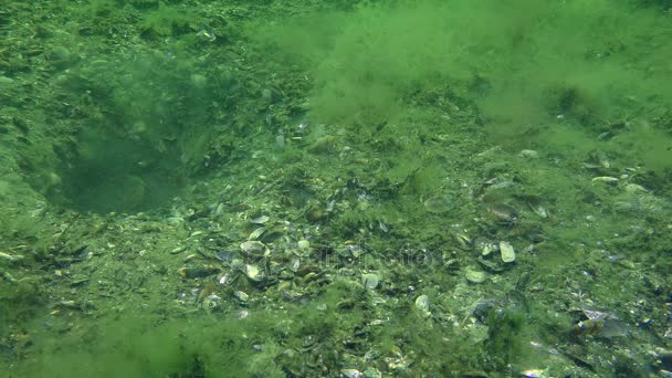 Reproduction du gobie vermiculé (Zosterisessor ophiocephalus ) — Video