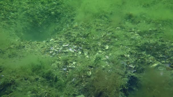 Reproduction du gobie vermiculé (Zosterisessor ophiocephalus )