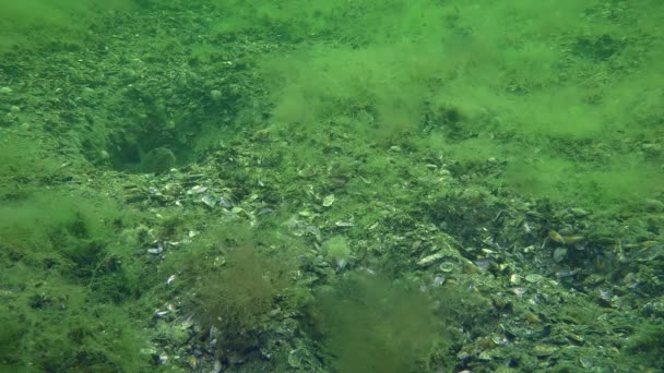 Çim kaya balığı (Zosterisessor ophiocephalus çoğaltılması) — Stok video