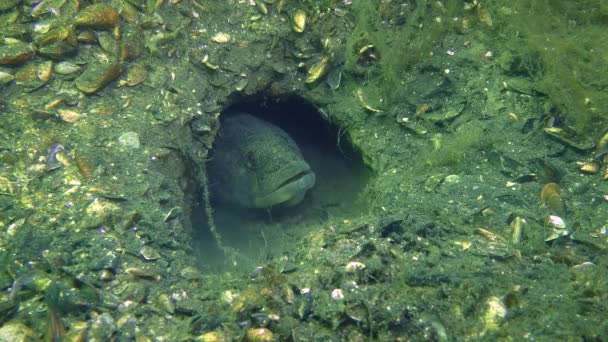 Casamento Jogos de peixe Grama goby — Vídeo de Stock