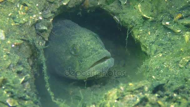 Marriage Games of fish Grass goby — Stock Video