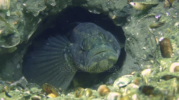 Dekorace účesy hry ryb trávy goby — Stock video